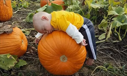 Khoảnh khắc đáng yêu của một em nhỏ khi ngủ gật ngay trên quả bí ngô trong vườn.