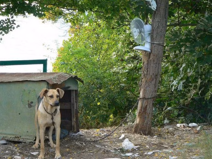 Quạt điện được treo trên cây để phục vụ riêng cho chú chó trong những ngày nắng nóng.