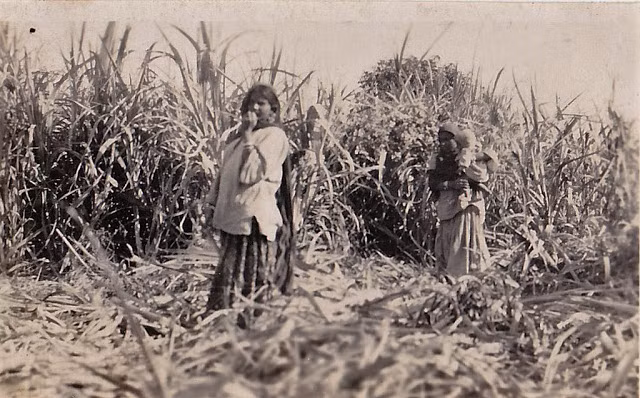 Cảnh người dân thu hoạch mía vào khoảng những năm 1930.