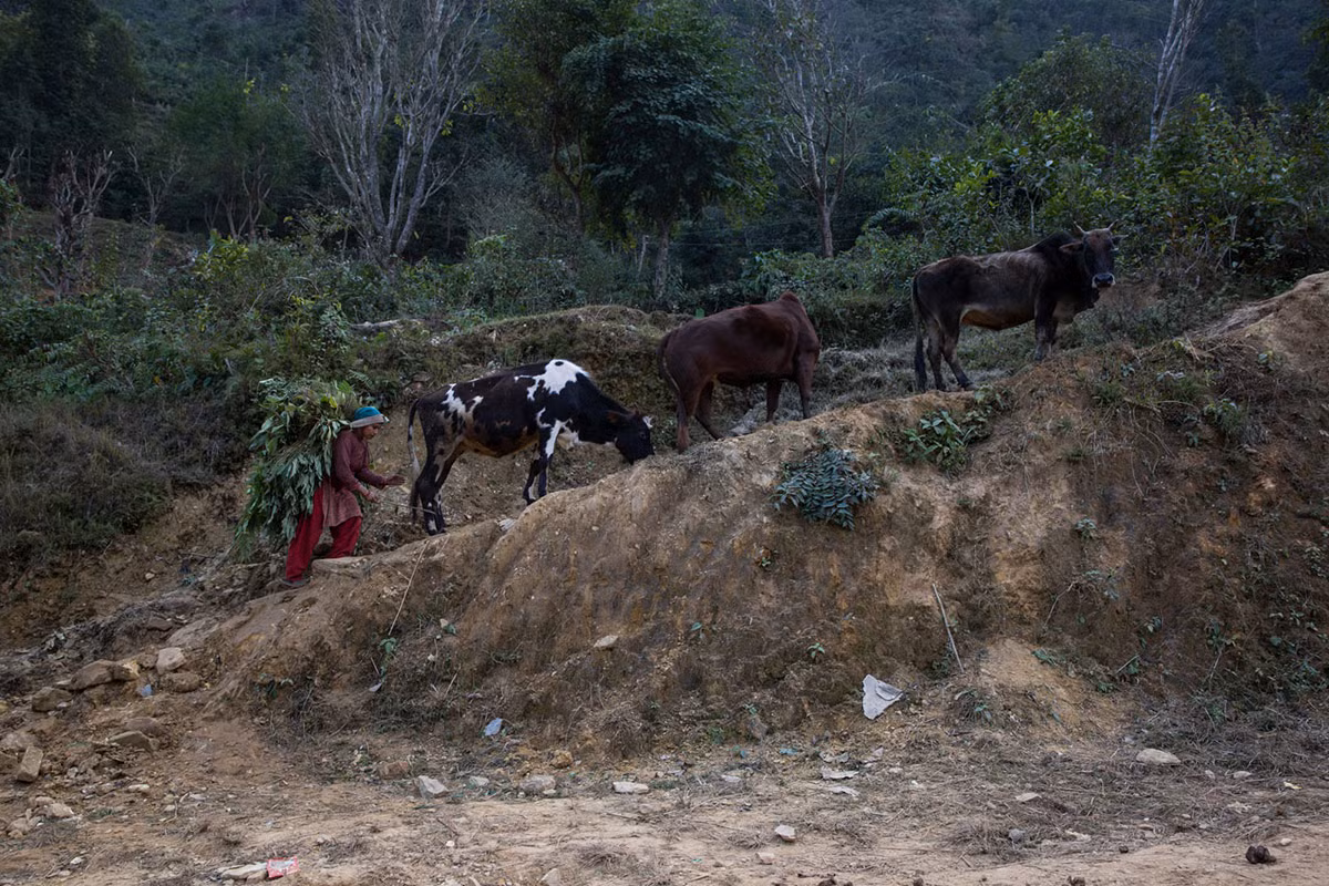 Người phụ nữ chăn bò ở huyện Dhading. Loài vật này là nguồn cung cấp sữa cho người dân trong khu vực.