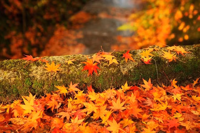 Ngoài ra, bạn còn có thể ngắm nhìn cảnh sắc thiên nhiên tươi đẹp từ cáp treo (có tính phí) như hồ Chuzenji, Kegon Falls, núi Nantaisan.