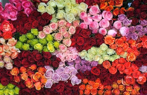 Loat qua 8/3 xa xi khien dan tinh toat mo hoi