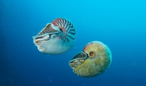 Hình ảnh ốc anh vũ đáng giá cả gia tài, chỉ có đại gia mới đủ tiền sở hữu. Con ốc anh vũ Allonautilus scrobiculatus (bên dưới) được nhà sinh vật học Peter Ward thuộc Đại học Washington, Mỹ và các cộng sự của ông phát hiện lần đầu tiên vào năm 1984 ở ngoài khơi Papua New Guinea.