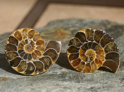 Ốc anh vũ được chế tác thành món đồ mỹ nghệ phong thủy, ốc Anh Vũ được một số nơi gọi là ngọc quý để biểu trưng cho vẻ đẹp vĩnh hằng. Ảnh: TGGĐ