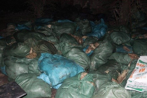 Tại cơ sở này có gần 5 tấn mỡ lợn bị bốc mùi, hôi thối đang được chế biến thành dầu ăn, trong đó mỡ chưa chế biến khoảng 3 tấn, mỡ đã chế biến thành dầu khoảng 1,1 tấn, và xáp mỡ sau khi đã nấu khoảng 500kg. Mọi nguyên liệu, dụng cụ chế biến đều vứt trên sàn nhà bẩn thỉu. Ảnh: Tiền Phong.