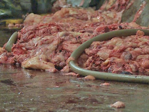 Trước đó, báo An ninh thủ đô cũng đưa tin về những cơ sở tư nhân sản xuất mỡ bẩn ở thôn Đẩu Hàn, xã Hòa Long, TP Bắc Ninh. Nhiều người dân tại đây đã phản ảnh về mùi hôi thối, khét lẹt bốc lên từ những cơ sở sản xuất mỡ trong vùng. Ảnh: ANTĐ.