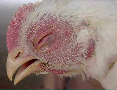 Những con gà mắt lờ đờ, kém tinh anh thì không nên mua. Nên đứng ở cạnh lồng quan sát, nếu thấy mắt gà đảo nhanh, linh hoạt thì đó là gà khỏe.