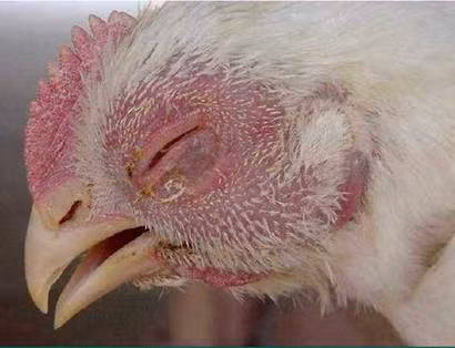 Những con gà mắt lờ đờ, kém tinh anh thì không nên mua. Nên đứng ở cạnh lồng quan sát, nếu thấy mắt gà đảo nhanh, linh hoạt thì đó là gà khỏe.