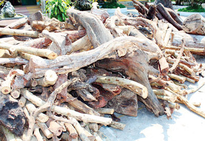 Trước đó, năm 2014, gỗ trắc dây cũng trở thành món hàng lạ lái thương Trung Quốc thu mua rầm rộ tại địa bàn thị xã Ninh Hòa và Huyện Vạn Ninh, tỉnh Khánh Hòa với giá 10.000 - 12.000 đồng/kg.