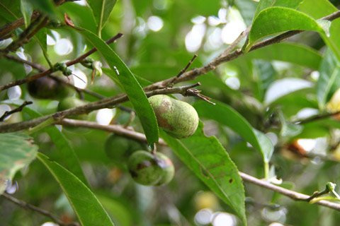 Đánh vào tâm lý “hám lợi trước mắt” của một số nông dân Việt, lái thương Trung Quốc thu mua những thứ lạ với giá cao. Trong đó, có lần hạt chè trở thành món hàng kiếm lời với giá 6.000 đồng/kg. Trước đó, năm 2011, thương lái thu mua chè bẩn, nông dân đem cả liềm cắt cành, ngọn, không kể lá non, lá già bán khiến tình trạng thiếu nhiên liệu xảy đến với nhiều nhà máy chè.