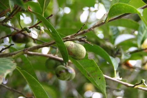Đánh vào tâm lý “hám lợi trước mắt” của một số nông dân Việt, lái thương Trung Quốc thu mua những thứ lạ với giá cao. Trong đó, có lần hạt chè trở thành món hàng kiếm lời với giá 6.000 đồng/kg. Trước đó, năm 2011, thương lái thu mua chè bẩn, nông dân đem cả liềm cắt cành, ngọn, không kể lá non, lá già bán khiến tình trạng thiếu nhiên liệu xảy đến với nhiều nhà máy chè.