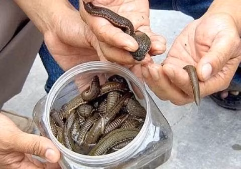 Theo những người chuyên săn đỉa, giá mỗi kg đỉa do thương lái Trung Quốc thu mua lên tới 500.000 - 600.000 đồng, thậm chí có thời điểm lên tới cả triệu đồng/kg. Nhiều người dân đã đổ xô đi bắt đỉa, thậm chí nuôi đỉa để kiếm lời.