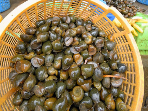 Tại khu vực Quốc Oai, Hà Nội và vùng đồng bằng sông Cửu Long cũng từng có nhiều thương lái đến thu mua ốc bươu vàng, trứng ốc bươu với giá từ 18.000 đến 23.000 đồng/kg.