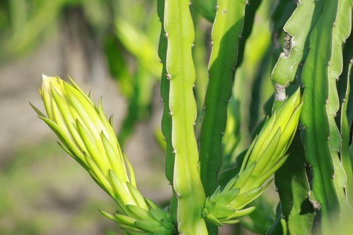 Kỳ quặc hơn, thương lái Trung Quốc chỉ mua hoa thanh long trước thời điểm hoa nở 1 ngày.