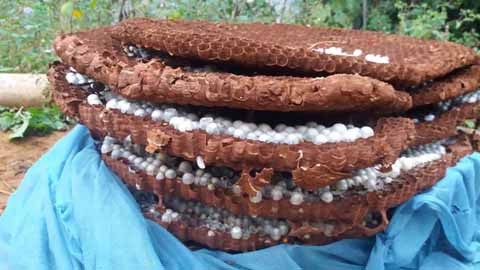 Tổ ong đất được mua với giá 300.000-500.000 đồng/kg khiến người dân ở một số xã thuộc huyện Si Ma Cai (Lào Cai) bất chấp nguy hiểm bắt ong về nuôi.