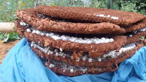 Tổ ong đất được mua với giá 300.000-500.000 đồng/kg khiến người dân ở một số xã thuộc huyện Si Ma Cai (Lào Cai) bất chấp nguy hiểm bắt ong về nuôi.