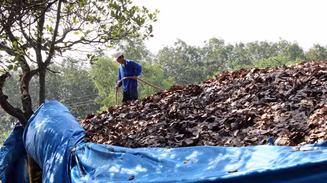 Quái chiêu hơn, cuối năm 2012, ở Bình Phước xuất hiện khá nhiều thương lái Trung Quốc thu mua lá điều với giá 500-1.000 đồng/kg.