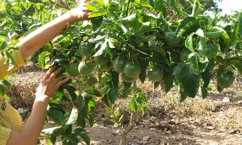 Chanh dây chứa nhiều chất có lợi cho sức khỏe, trong đó có chất xơ. Tuy nhiên, dùng chanh dây quá nhiều và thường xuyên có thể dẫn đến các tác dụng phụ như mệt mỏi, chóng mặt.