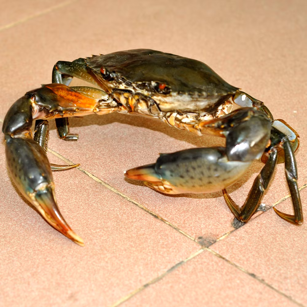 Với những loại cua có càng hoặc mai trong chuyển màu hơi xanh thì bạn không nên mua. Bạn quan sát thấy yếm cua vẫn còn bám chắc vào thân, chân và càng chuyển động nhanh, gai trên càng và mai cua còn sắc nguyên - loại cua này còn khỏe, dễ bảo quản hơn.