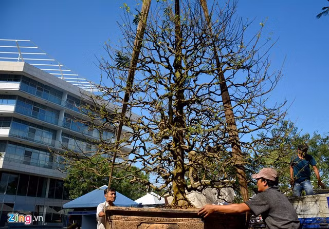 Trong hình là cây mai trị giá 2 tỷ đồng của nghệ nhân Trương Thanh Viễn (huyện Củ Chi, TP HCM). Ảnh: Zing.