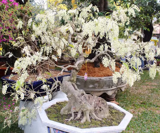 Bon sai Bạch Sơn Tiểu quý hiếm cũng xuất hiện trong hội hoa. Ảnh: NLĐ.