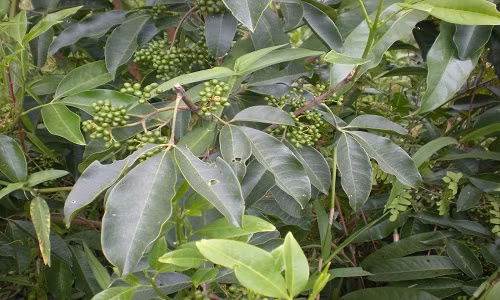 Ba chạc là cây sống khoẻ, không kén đất, có khả năng chịu hạn, ít bị sâu bệnh. Chúng chủ yếu mọc rải rác hoặc được làm hàng rào nhà dân. Cây được nhân giống bằng hạt, dễ nảy mầm.