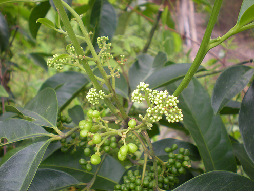 Cây ba chạc thường xuất hiện ở các vùng núi, bìa rừng hoặc một số vùng đồng bằng. Cây còn được gọi là chè đắng, chè cỏ, cây dầu dầu. Ba chạc cao 2 - 8m, có nhánh màu đỏ tro.