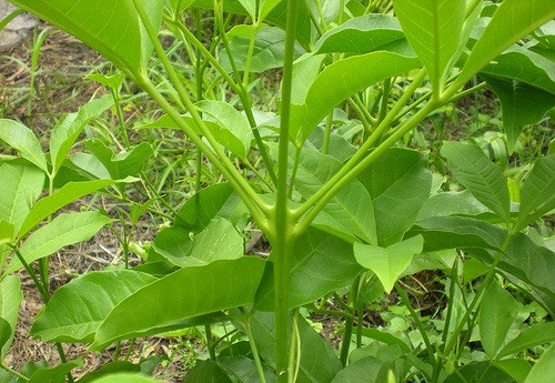 Nếu muốn thu hoạch lá dùng tươi, người dân thường hái lá vào mùa xuân hoặc mùa hạ.