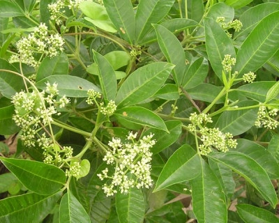 Rễ của cây ba chạc thường được nhiều người lấy về thái nhỏ, phơi khô để đun nước uống (đặc biệt chúng được dùng cho phụ nữ sau sinh). Ngoài ra, nếu dùng khô, người dân thường thái nhỏ rễ và vỏ, sao vàng, dùng ngay hoặc nấu cao, cất giữ nơi khô ráo để tránh bị ẩm mốc.