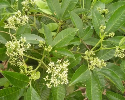 Rễ của cây ba chạc thường được nhiều người lấy về thái nhỏ, phơi khô để đun nước uống (đặc biệt chúng được dùng cho phụ nữ sau sinh). Ngoài ra, nếu dùng khô, người dân thường thái nhỏ rễ và vỏ, sao vàng, dùng ngay hoặc nấu cao, cất giữ nơi khô ráo để tránh bị ẩm mốc.