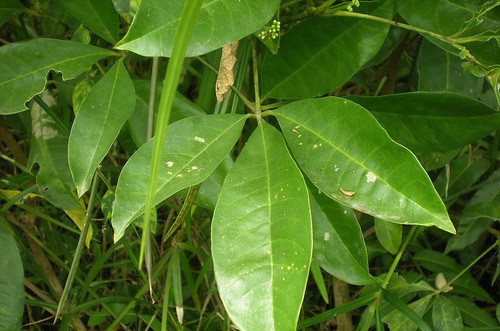 Cây có lá kép, thuôn dài, nguyên, trông giống chạc ba nhánh, do đó có tên Ba chạc. Cụm hoa ba chạc mọc ở kẽ lá và ngắn hơn lá, màu trắng. Quả nang gồm 1 - 4 ngăn, nhỏ như hạt tiêu, vỏ nhẵn, mỗi ngăn chứa một hạt hình cầu, đường kính 2mm, màu đen xanh bóng.