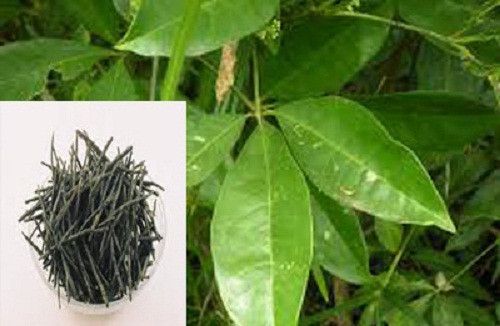 Thời điểm thu hoạch vỏ và rễ cây để dùng tươi hoặc khô thường là mùa thu.