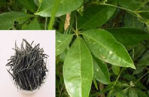 Thời điểm thu hoạch vỏ và rễ cây để dùng tươi hoặc khô thường là mùa thu.