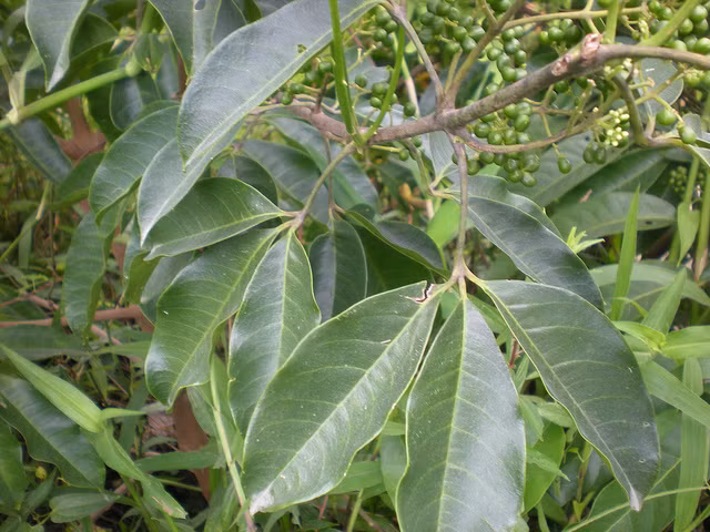 Theo y học cổ truyền, ba chạc có tác dụng thanh nhiệt, chống ngứa, giảm đau… Lá và cành tươi nấu với nước để rửa các vết thương, vết loét, chốc đầu, chữa mẩn ngứa, ghẻ lở... Cây thường được dùng làm dược liệu chữa bệnh.