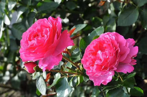 Đắt đỏ hơn hồng Kenya, hoa hồng Piaget được các cửa hàng nhập khẩu hoa ở Hà Nội thông báo đưa mức giá thỏa thuận và số lượng hoa có hạn.