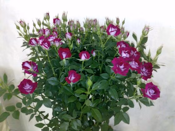 Hồng chùm Prayrose cắm phụ cùng các bó hoa tặng 8/3 đang được nhiều cửa hàng hoa ưa chuộng năm nay.