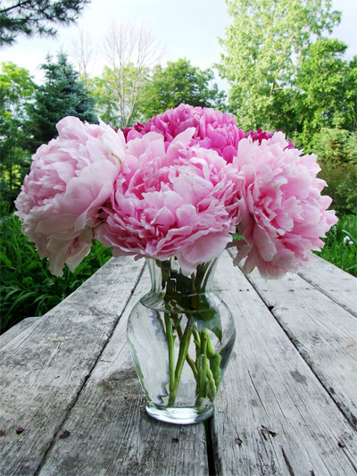 Hoa mẫu đơn có nhiều sắc màu, từ trắng, hồng nhạt, hồng đậm... được các cửa hàng rao bán từ 200.000 đồng/bông. Mỗi bó hoa xen kẽ mẫu đơn với hoa phụ có thể "ngốn" tới cả triệu đồng.