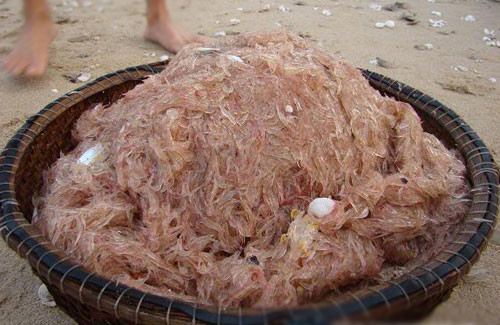 Để ruốc (moi) không bị nát, người dân vùng biển truyền nhau kinh nghiệm thả chúng vào rá, xả một chậu nước đầy rồi lắc tròn. Rửa đến khi nước trong thì vớt ra, để ráo rồi mang ra chế biến. Ảnh: Ivivu.