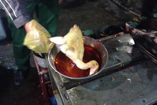 Người tiêu dùng khi thường xuyên ăn loại gà ngâm hóa chất sẽ đối mặt với những tổn hại nghiêm trọng về sức khỏe. Hóa chất để nhuộm vàng da thịt gà rất độc hại, có thể gây ra bệnh sơ gan, phù phổi, thậm chí dẫn đến tử vong. Ớn lạnh với hình ảnh nhuộm gà bằng hóa chất. Ảnh minh họa.