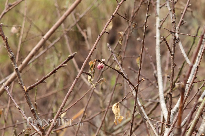 Sau hơn chục ngày, những cành đào non bị dân buôn chặt lìa khỏi gốc đem về thành phố bán lấy tiền giờ đã khô héo.