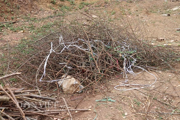 Những gốc đào, cành đào từng được giao bán hàng trăm đến hàng triệu đồng dịp Tết mà không ai mua giờ đã trở thành củi sau Tết.