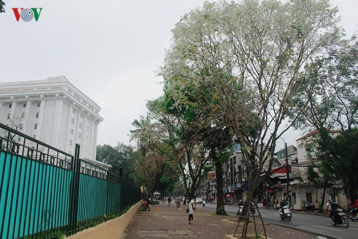Hoa sưa nở làm bừng sáng đường Hoàng Hoa Thám vớt vát lấy tiết trời ảm đạm của những ngày mưa phùn đầu Xuân.