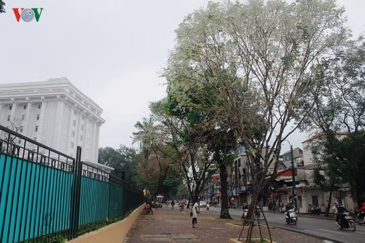 Hoa sưa nở làm bừng sáng đường Hoàng Hoa Thám vớt vát lấy tiết trời ảm đạm của những ngày mưa phùn đầu Xuân.