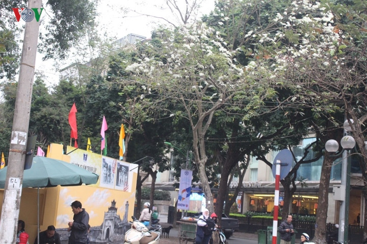 Sự hiện diện của hoa sưa như một điểm nhấn tĩnh lặng giữa cái ồn ào của phố thị.