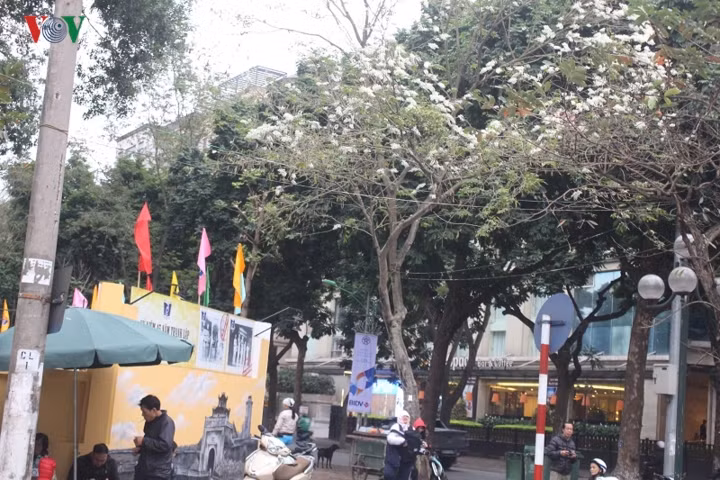 Sự hiện diện của hoa sưa như một điểm nhấn tĩnh lặng giữa cái ồn ào của phố thị.