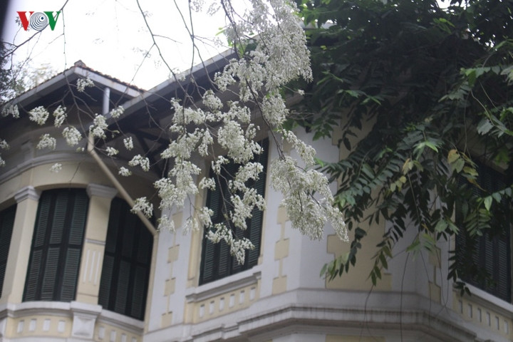 Những chùm hoa sưa rủ xuống một khoảnh sân của căn nhà trước phố Phan Đình Phùng như một điểm nhấn kiến trúc tô thêm vẻ cổ kính, u hoài.