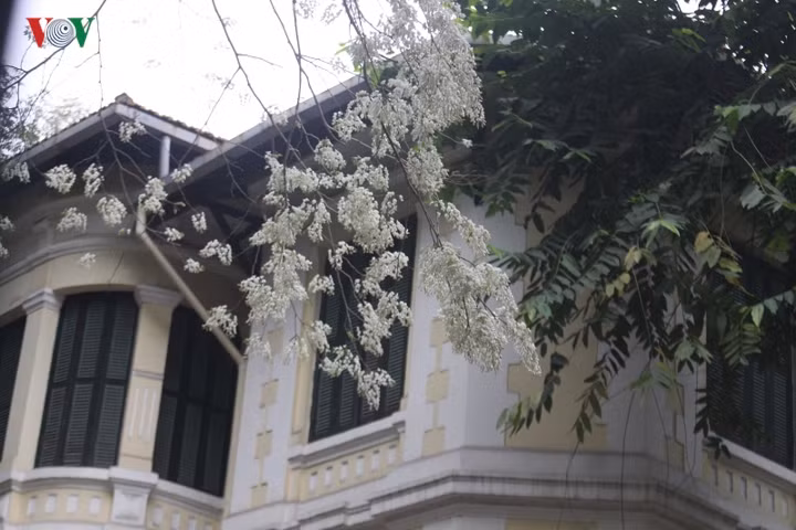 Những chùm hoa sưa rủ xuống một khoảnh sân của căn nhà trước phố Phan Đình Phùng như một điểm nhấn kiến trúc tô thêm vẻ cổ kính, u hoài.