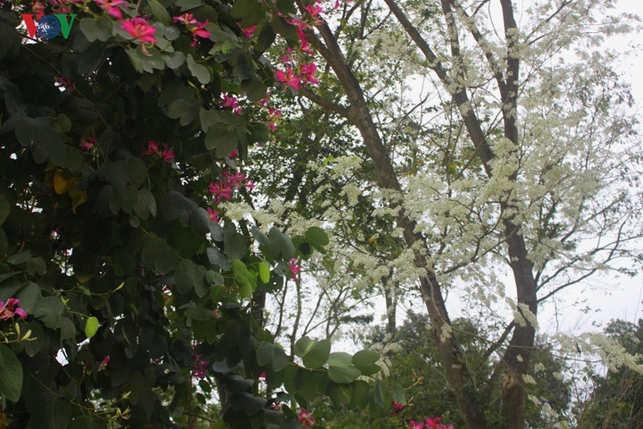 Cùng với hoa ban, hoa sưa góp vào những mảng màu riêng biệt trong mùa xuân Hà Nội.