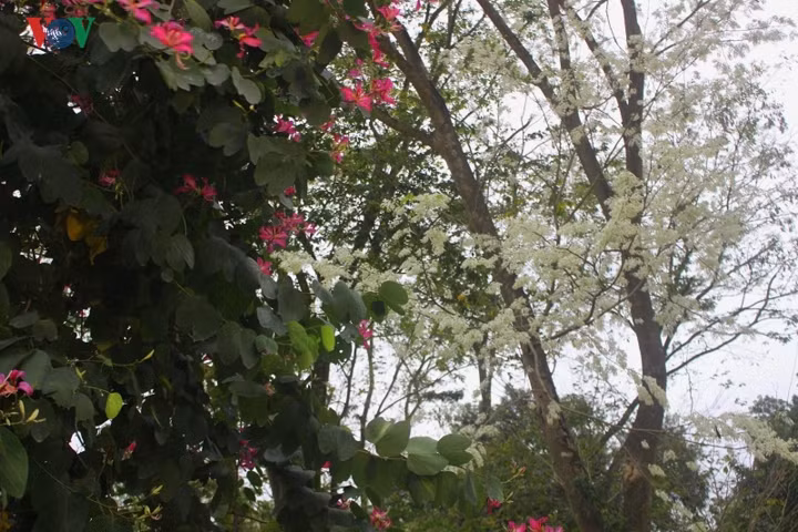 Cùng với hoa ban, hoa sưa góp vào những mảng màu riêng biệt trong mùa xuân Hà Nội.