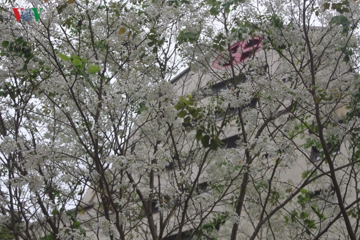 Tại thủ đô, hoa được trồng phổ biến trên các đường: Thanh Niên, Phan Đình Phùng, Hoàng Hoa Thám, Hoàng Diệu… Trong ảnh là những chùm hoa sưa trước cổng Viện Huyết học – Truyền máu Trung ương trên đường Phạm Văn Bạch (Cầu Giấy – Hà Nội).